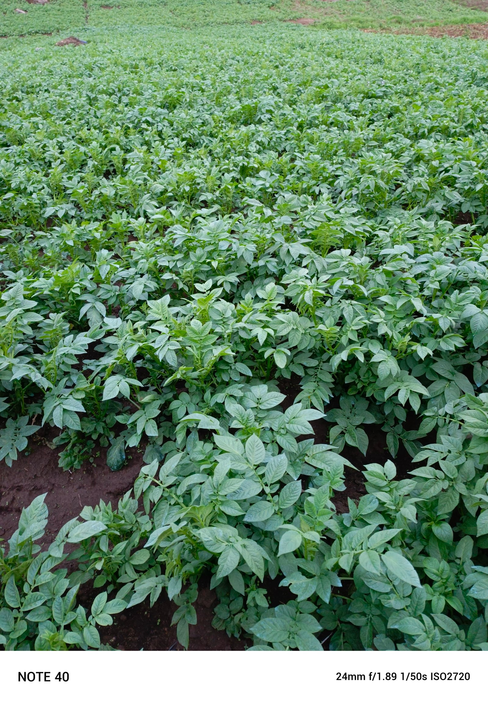 GRACE SKILLED FARMERS cover picture