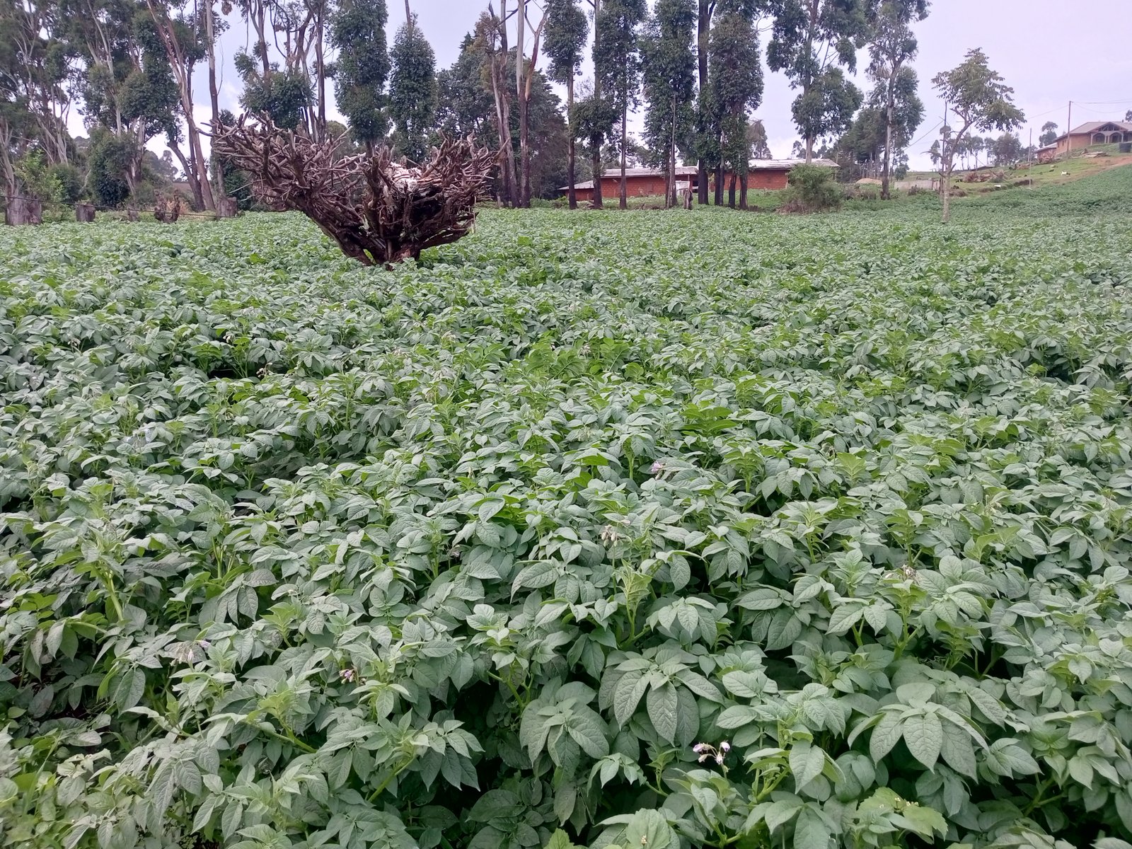 NJENGMBA DYNAMIC FARMERS COOPERATIVE cover picture