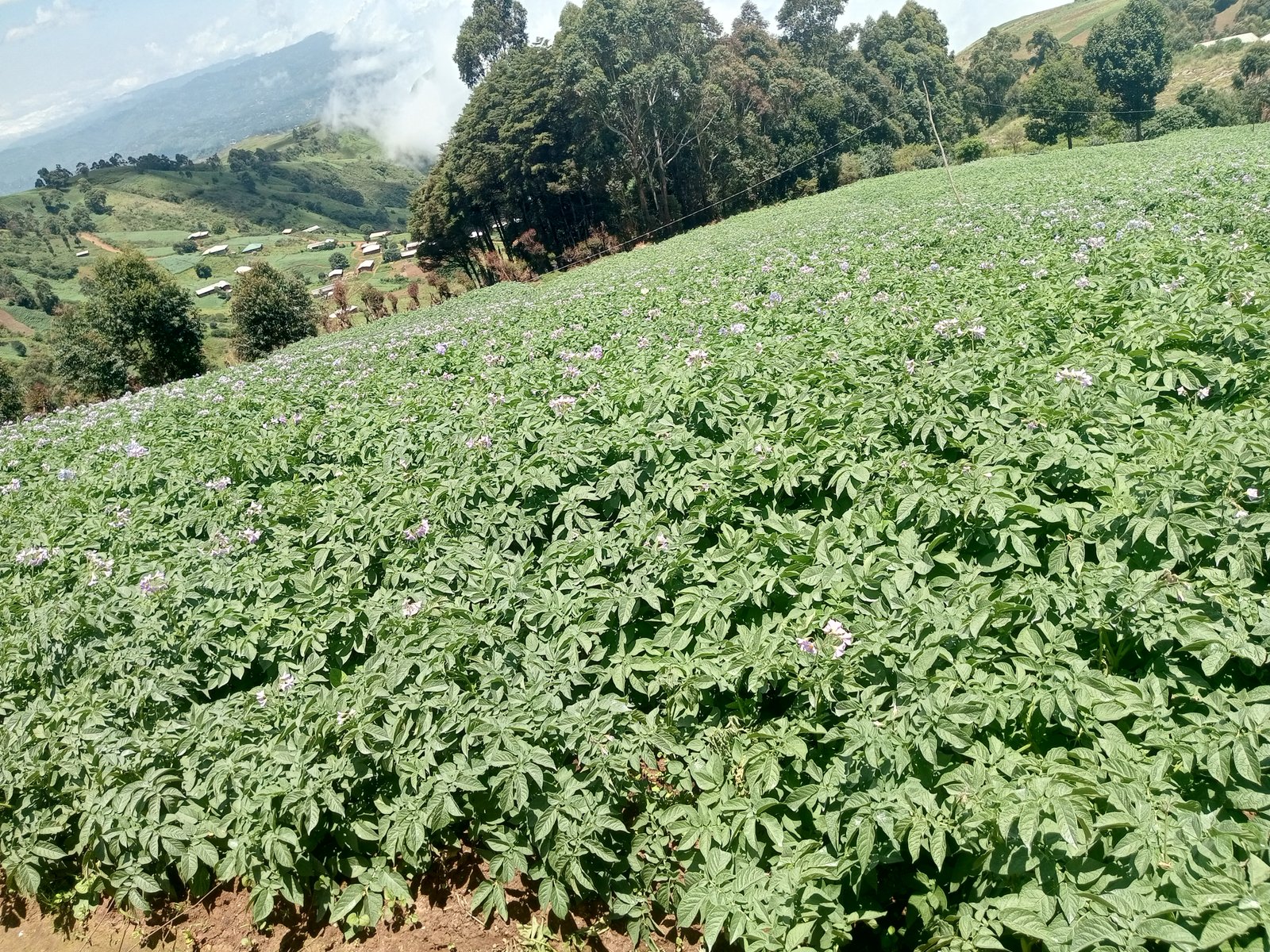 M'MUOCK RURAL FARMERS COOPERATIVE cover picture