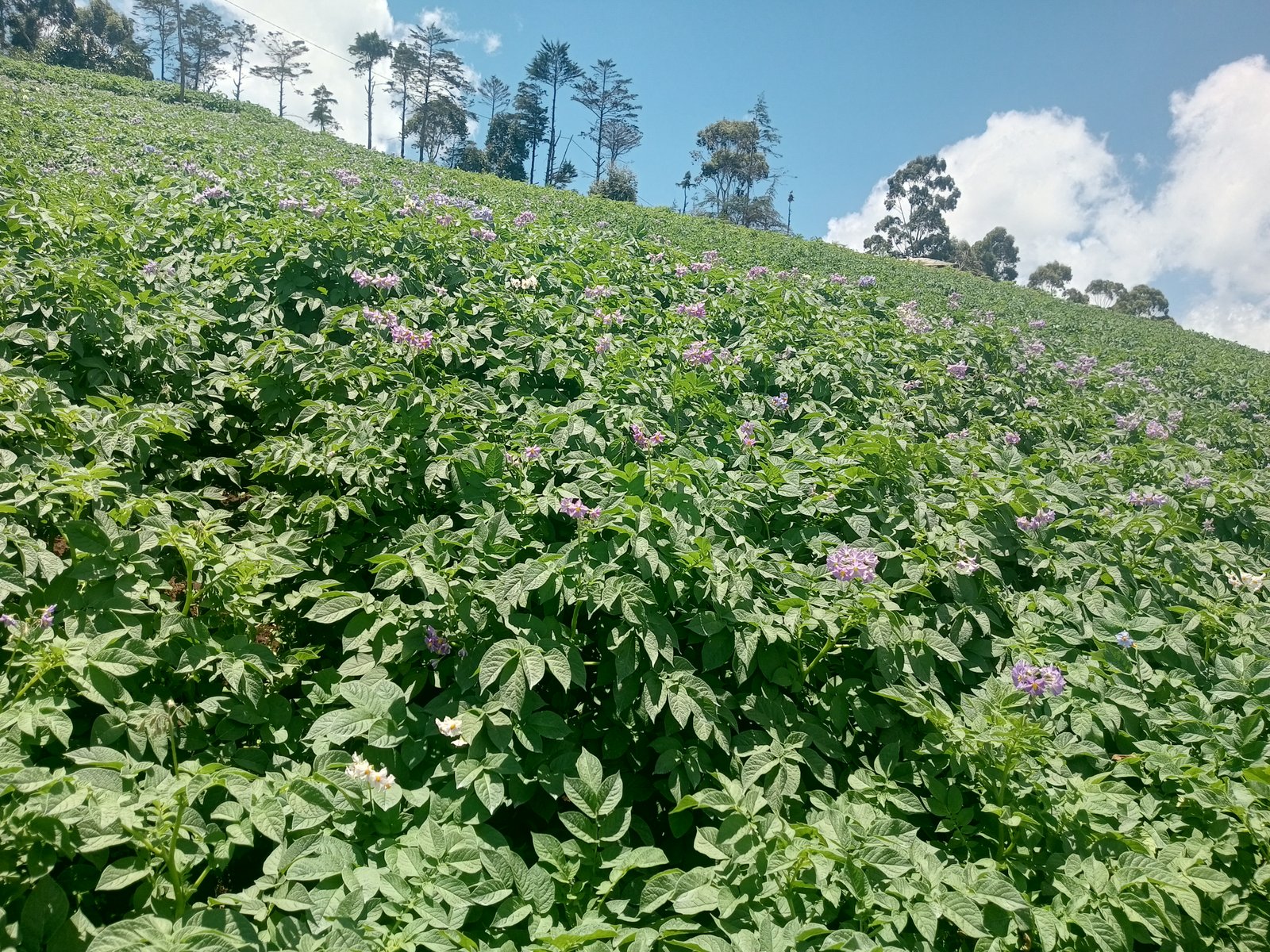 ASEP FARMERS CIG cover picture